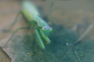 green mantis on a background of autumn leaves. predator concept.