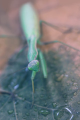 green mantis on a background of autumn leaves. predator concept.