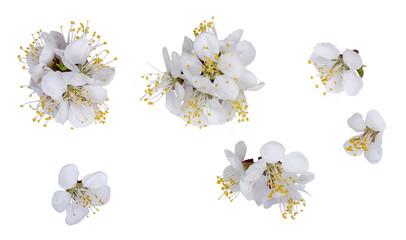 Apricot flowers isolated on white background, top view