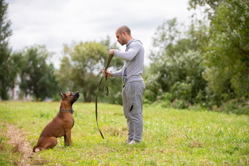 A man with a dog. American Staffordshire Terrier with the owner for a walk. Amstaf executes the...