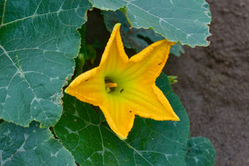 Pumpkin flower, Pumpkin flower from Thailand country