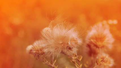 field plants in the natural environment.