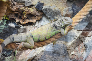 iguana at the zoo. reptile animals