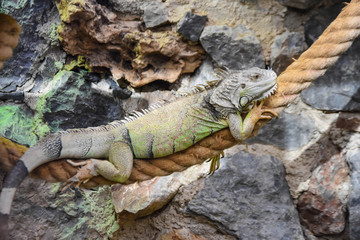 iguana at the zoo. reptile animals