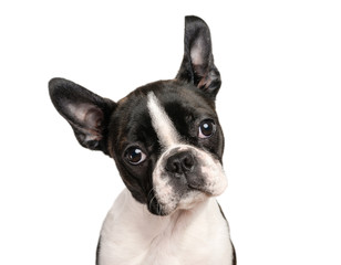 Boston terrier puppy isolated on white for copy space use - studio shot - 287785930