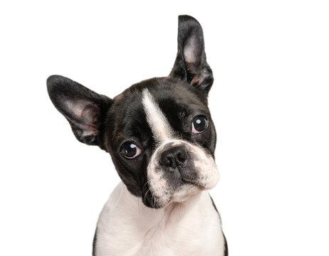 Boston terrier puppy isolated on white for copy space use - studio shot