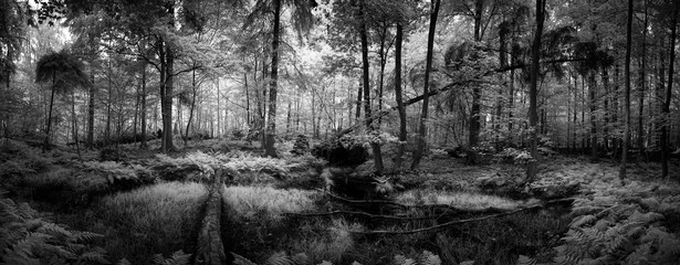 Fototapeta na wymiar morning in the forest (panorama)