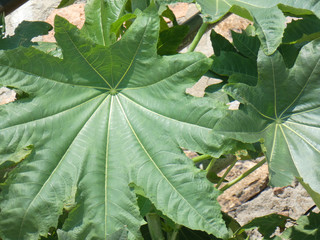 Foglie di ricino