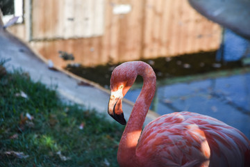 Pink big birds Greater Flamingos