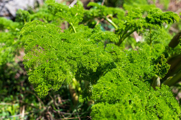 Green carrot leaves on nature