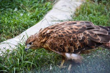 birds of prey. In the zoo