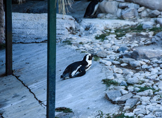 African black-footed penguin at the zoo