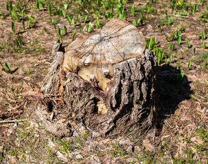 Stump from a sawn tree in nature