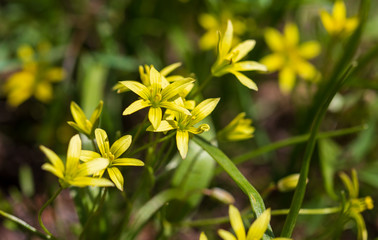 Small yellow flower in nature