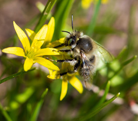 Bee on a yellow flower in spring