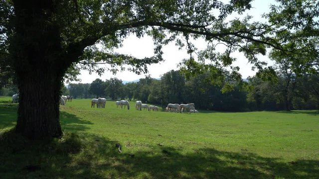 some Lipizzan horses as they graze in the meadow