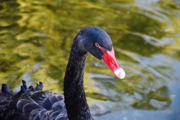Obraz premium black swan floating on the lake