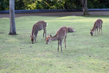 鹿