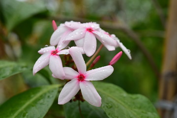 A close up of pink flowers in the garden near the house