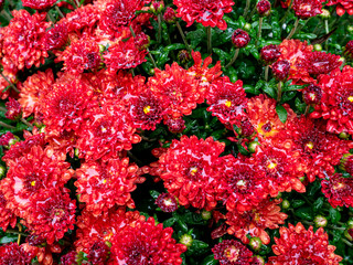 close view of red chrysanthemums after the rain in the fall