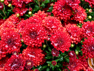 close view of red chrysanthemums after the rain in the fall