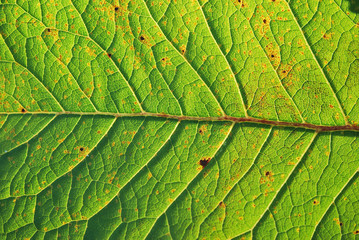 Leaf Texture of Elecampane