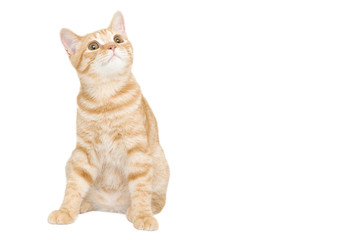 Fototapeta na wymiar ginger/red british male shorthair kitten 4 month old isolated on white background