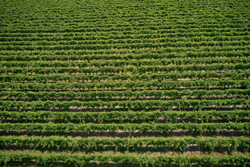 Aerial photography with drone. Grape plantation top view, Italy.