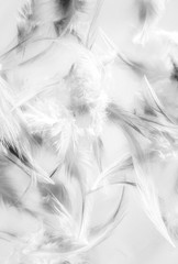Beautiful abstract close up color black and white feathers background and wallpaper