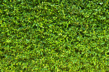 Green plant leaves texture background.