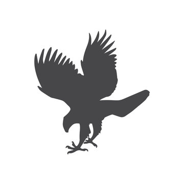 Hawk bird vector icon, simple sign for web site and mobile app.
