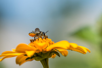 Allphotokz Bee 20160808 1251 D810