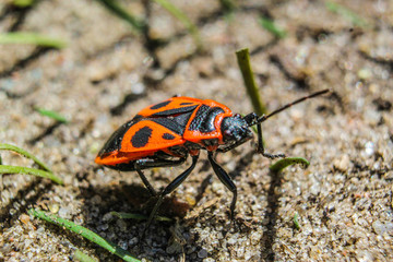 Feuerkäfer