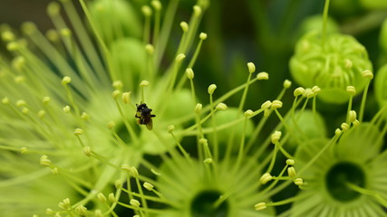 A close up green flower in the garden near the house