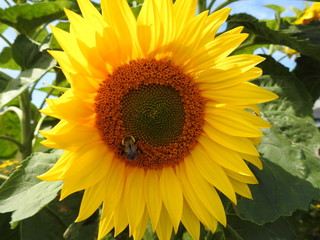  A drone on a sunflower flower
