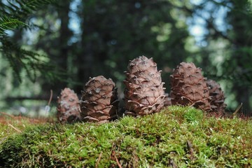 Background of brown cedar cones on a green moss