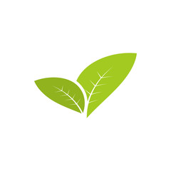 Leaf graphic design template vector isolated illustration