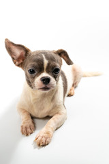 The cute puppy, cute dog