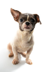 The cute puppy, cute dog