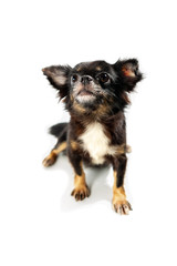 The cute puppy, cute dog