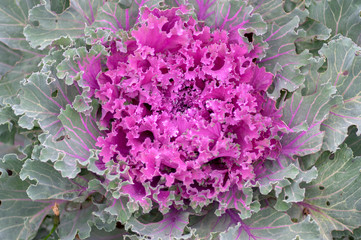 Brassica oleracea var acephala autumn ornamental plant, look like purple flowers in bloom, also known as ornamental cabbage