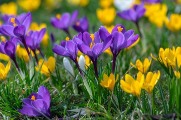 Fotobehang Krokus Field of flowering crocus vernus plants, group of bright colorful early spring flowers in bloom  © Iva
