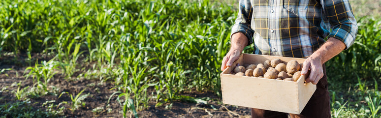 panoramic shot of self-employed farmer holding wooden box with potatoes near corn field - obrazy, fototapety, plakaty