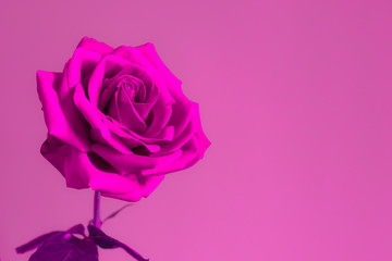 One flower bright beautiful pink rose on a bright pink background, neon colors.