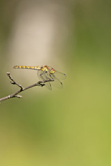 Große Heidelibelle (Sympetrum striolatum)