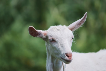 portrait of white adult goat grassing on summer meadow field at village countryside