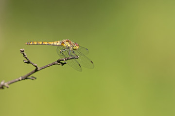 Große Heidelibelle (Sympetrum striolatum)