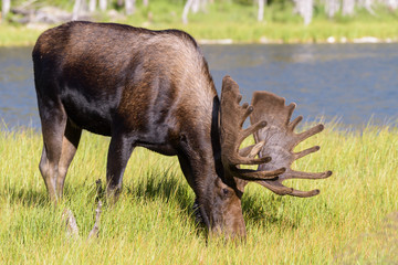 Shiras Moose in the Rocky Mountains of Colorado. Bull Moose Grazing on Grass Near a Lake.