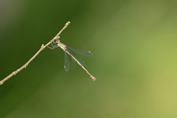 Westliche Weidenjungfer (Chalcolestes viridis)