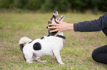 The aggressive angry dog and female owner are in outdoors.